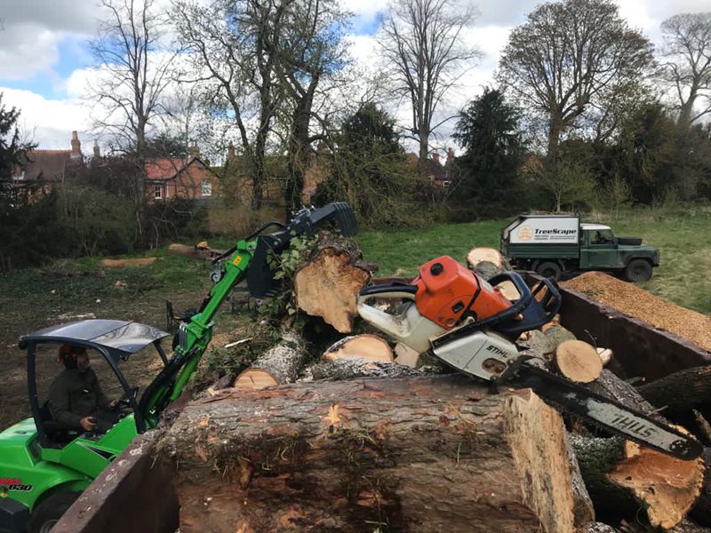 stump grinding of ash tree in oxford