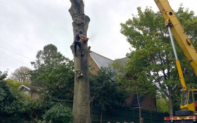 Large Beech Tree Removal – Oxfordshire
